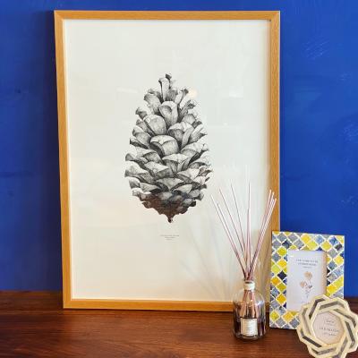 世界最大の松ぼっくり | 雑貨 | PLANTS 郡山市のインテリアショップ