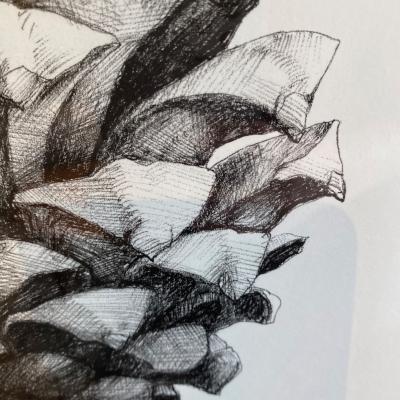 世界最大の松ぼっくり | 雑貨 | PLANTS 郡山市のインテリアショップ